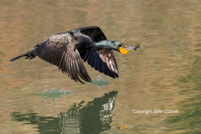 Cormorant;Double-crested-Cormorant;Flying-Bird;Nesting-Behavior;Nesting-Material